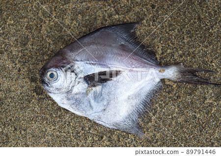 sea fish stock on beach in bangladesh sea fish stock on beach in bangladesh 89791446