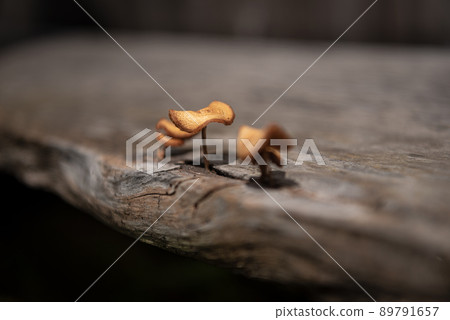 Parent-child mushrooms alive on a weathered wooden bench Parent-child mushrooms alive on a weathered wooden bench 89791657