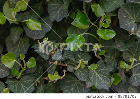Green English common ivy or hedera helix on fence. Greenery background Green English common ivy or hedera helix on fence. Greenery background 89791702