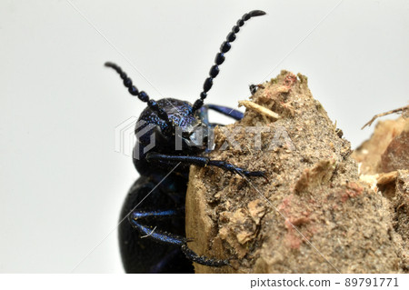 A close-up of a blackshirt beetle meloe proscarabaeus. 89791771