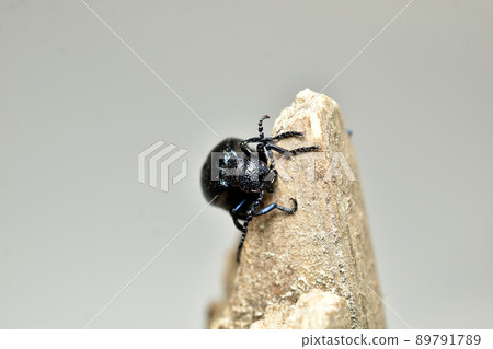Blackshirt beetle meloe proscarabaeus head and whiskers. Blackshirt beetle meloe proscarabaeus head and whiskers. 89791789