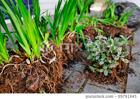 Transplanting flowers into soil of flower bed. View of flowers with tubers. Background 89791845