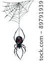Watercolor Illustration of Black Widow Spider and Web Isolated on White Background. 89791939