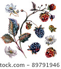 Watercolor blackberry and raspberry branch with white flowers. 89791946
