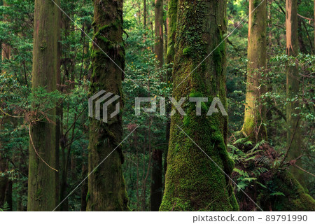 苔蘚雪松林 苔蘚雪松林 89791990