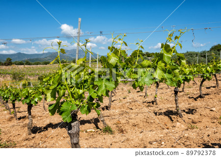 Young sprouts with bunches of grapes on the branches of the vine in spring. Agriculture. Young sprouts with bunches of grapes on the branches of the vine in spring. Agriculture. 89792378