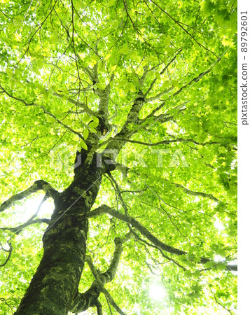 Fresh green of beech tree Fresh green of beech tree 89792601