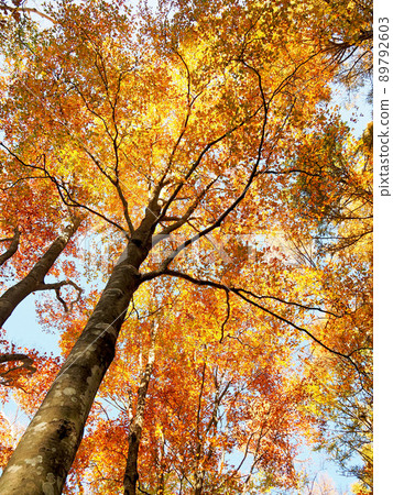Autumn leaves of beech trees Autumn leaves of beech trees 89792603