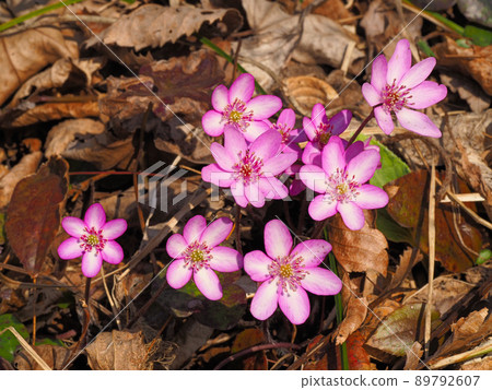 猿山的肝 猿山的肝 89792607