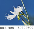 以藍天為背景的白鷺花 89792609