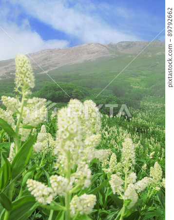 Veratrum stamineum 和 Hakusan Gozengamine Veratrum stamineum 和 Hakusan Gozengamine 89792662