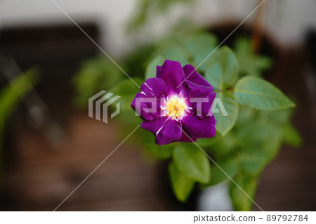 hana flowe flowers hana flowe flowers 89792784