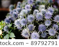 hana flowe flowers 89792791