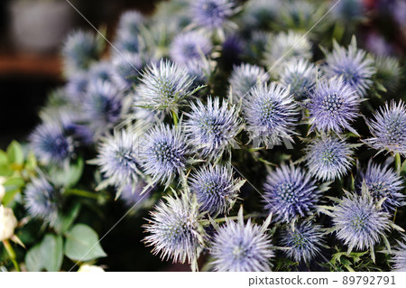 hana flowe flowers hana flowe flowers 89792791
