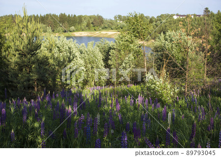 Close up of lupine flowers in lights of the evening sun. Close up of lupine flowers in lights of the evening sun. 89793045