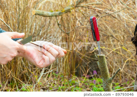 grafted fruit tree in an orchard grafted fruit tree in an orchard 89793046