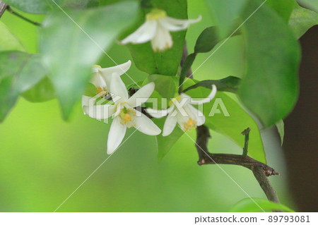 白玉足花 白玉足花 89793081