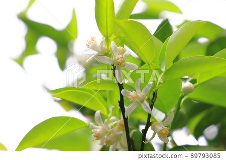 白玉足花 白玉足花 89793085
