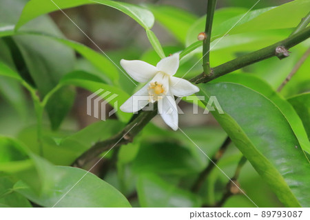 白玉足花 89793087