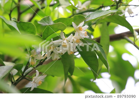 白玉足花 白玉足花 89793090