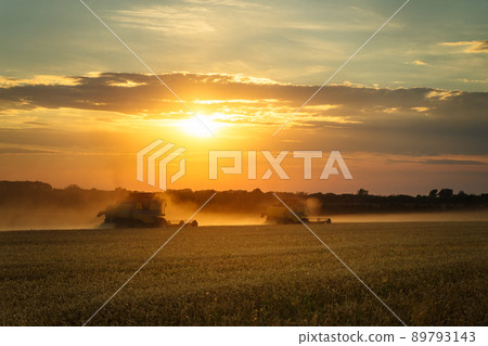 Combine harvester harvests ripe wheat. Ripe ears of gold field on the sunset cloudy orange sky background. . Concept of a rich harvest. Agriculture image 89793143