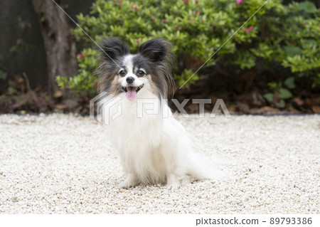Natsuhiko Papillon smiling at the camera Natsuhiko Papillon smiling at the camera 89793386