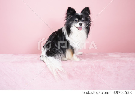 巴比龍薄荷微笑著看著相機 89793538