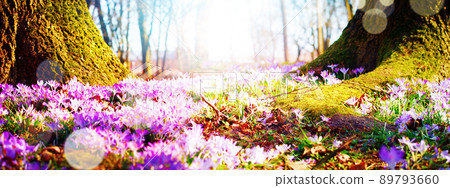 Blooming purple crocus flowers in a soft focus on a sunny spring day 89793660