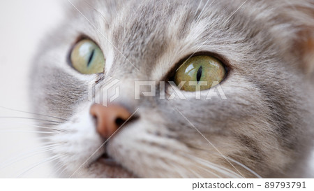 Beautiful grey cat muzzle with green eyes Beautiful grey cat muzzle with green eyes 89793791