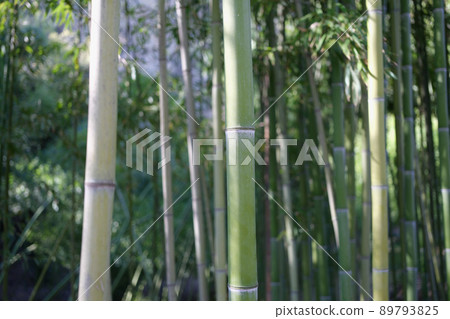 Natural green bamboo grove or forest background Natural green bamboo grove or forest background 89793825