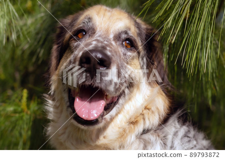 A young mixed breed pup looks through a space between two wooden boards. Shallow depth of field. 89793872