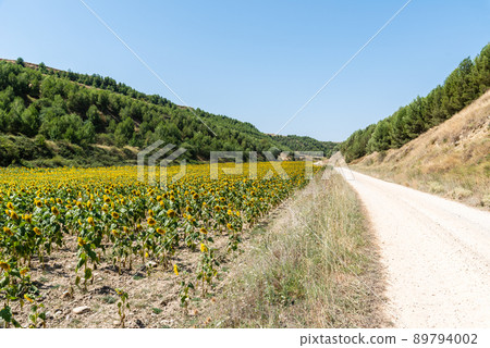 Road through sunflower field and blue sky at summertime 89794002