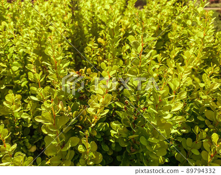 Barberry Thunberg grows in the garden. a green tree bearing fruit. bushes in a hot country, cultivated plant. beautiful, golden barberry, garden decoration Barberry Thunberg grows in the garden. a green tree bearing fruit. bushes in a hot country, cultivated plant. beautiful, golden barberry, garden decoration 89794332