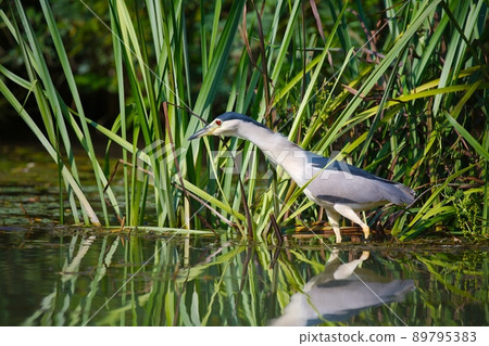 Bird fishing in the lake 89795383