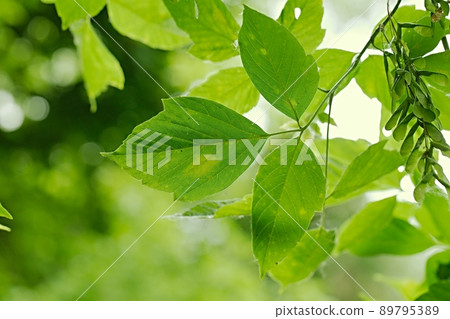 Spring Green Leaves Spring Green Leaves 89795389