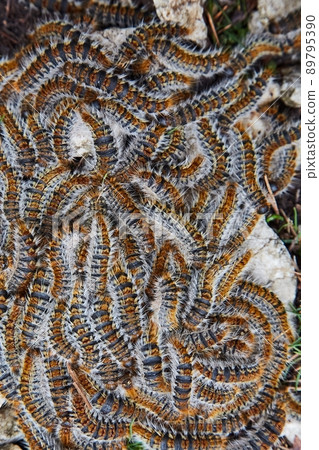Caterpillars crawling in swarm Caterpillars crawling in swarm 89795390