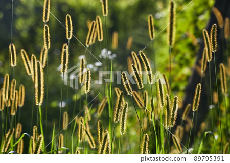 Meadow with backlit green plants Meadow with backlit green plants 89795391