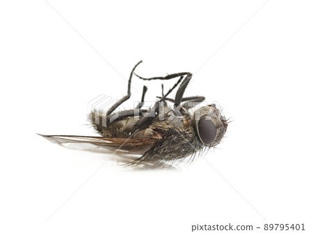 Dead Fly Macro Dead Fly Macro 89795401