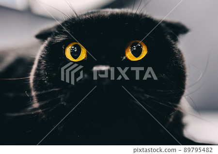 Black cat with orange eyes. Black cat with orange eyes. 89795482