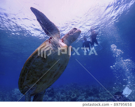 Sea turtles and snorkeling Sea turtles and snorkeling 89795658