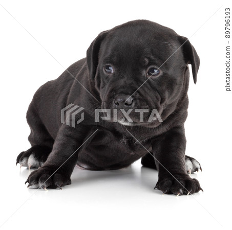 puppy Staffordshire Bull Terrier puppy Staffordshire Bull Terrier 89796193