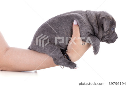 puppy Staffordshire Bull Terrier puppy Staffordshire Bull Terrier 89796194