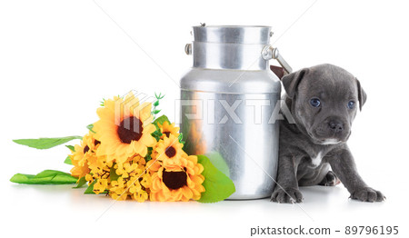 puppy Staffordshire Bull Terrier with a milk jug puppy Staffordshire Bull Terrier with a milk jug 89796195