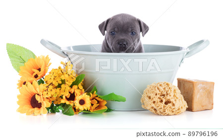 puppy Staffordshire Bull Terrier in a bowl puppy Staffordshire Bull Terrier in a bowl 89796196