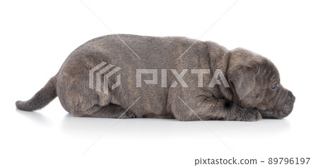 puppy Staffordshire Bull Terrier puppy Staffordshire Bull Terrier 89796197