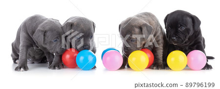 puppys Staffordshire Bull Terrier with coloured balls puppys Staffordshire Bull Terrier with coloured balls 89796199