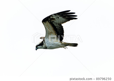 The flight of osprey in the spring of Hokkaido. The flight of osprey in the spring of Hokkaido. 89796250
