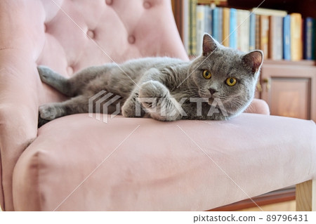 Adorable gray british cat at home on pink armchair in the office Adorable gray british cat at home on pink armchair in the office 89796431