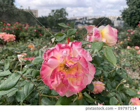 Blooming beautiful fragrant pink rose 89797114