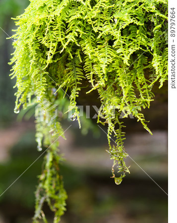Fern plant wet in the rain 89797664